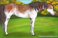 Horse Color:Nacre White Spotted Bay Splash