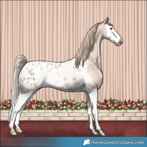 Horse Color:Gold Champagne Dun Splash Appaloosa 