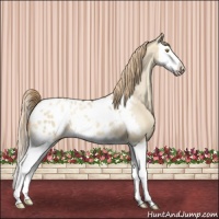 Horse Color:Gold Champagne Dun Splash Appaloosa