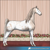 Horse Color:Gold Champagne Dun Splash Appaloosa 