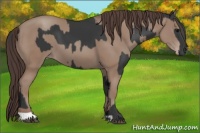 Horse Color:Black and Classic Champagne