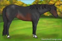 Horse Color:Brown 