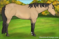 Horse Color:Buckskin 