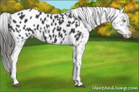 Horse Color:Black Appaloosa 