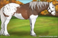 Horse Color:Silver Brown Splash Appaloosa
