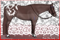 Horse Color:Chocolate Black Appaloosa 