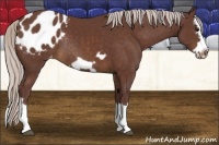Horse Color:Chocolate Silver Brown Splash Frame Appaloosa Rabicano 