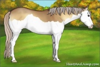 Horse Color:Silver Bay Onyx Splash 