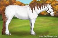 Horse Color:White Spotted Chestnut Splash 