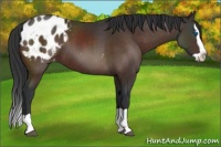 Horse Color:Brown Splash Appaloosa 
