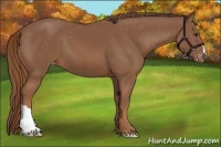 Horse Color:Chestnut Appaloosa 