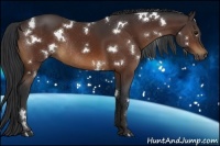 Horse Color:White Spotted Bay Rabicano