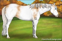 Horse Color:White Spotted Silver Bay Splash 