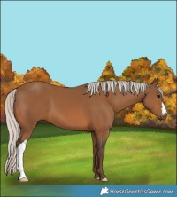 Horse Color:Silver Bay 
