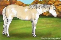 Horse Color:Silver Bay Splash 