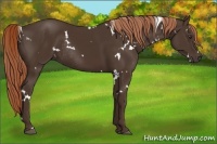 Horse Color:White Spotted Liver Chestnut Rabicano 