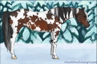 Horse Color:White Spotted Brown 