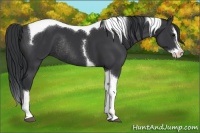 Horse Color:Black Splash Tobiano Rabicano 