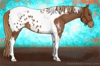 Horse Color:Chestnut Tobiano Appaloosa 