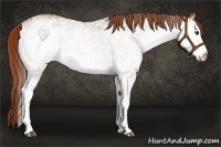 Horse Color:White Spotted Chestnut 