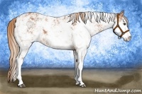Horse Color:Chestnut Sabino