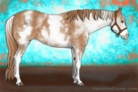 Horse Color:White Spotted Chestnut 