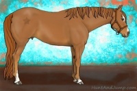 Horse Color:Chestnut Sabino