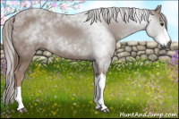 Horse Color:Gray Chestnut Rabicano 
