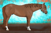 Horse Color:Chestnut 