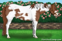Horse Color:Chestnut Tobiano Frame 
