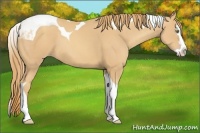 Horse Color:Gold Champagne Splash Tobiano