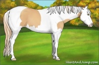 Horse Color:Gold Champagne Splash Tobiano
