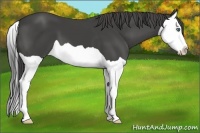 Horse Color:Smoky Black Splash 