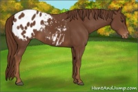 Horse Color:Chestnut Blanket 