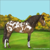 Horse Color:Buckskin Appaloosa 