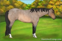 Horse Color:Buckskin Roan