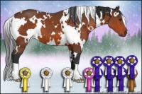 Horse Color:White Spotted Bay 