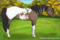 Horse Color:Brown Dun Appaloosa 
