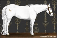 Horse Color:Red Dun Chinchilla Appaloosa 
