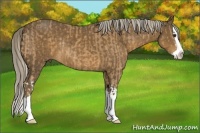 Horse Color:Palomino Splash  and Chocolate Palomino Splash Rabicano 