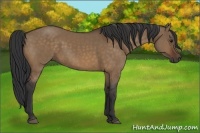 Horse Color:Bay Dun
