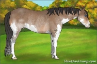 Horse Color:Bay Splash Rabicano 