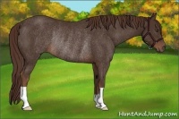 Horse Color:Liver Chestnut Rabicano 