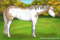 Horse Color:Red Dun Splash Frame 