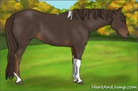 Horse Color:Liver Chestnut Tobiano Rabicano 