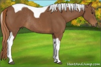 Horse Color:Chestnut Tobiano Rabicano