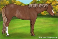 Horse Color:Chestnut Rabicano 