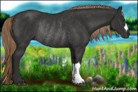 Horse Color:Liver Chestnut Rabicano