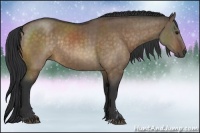 Horse Color:Brown Dun Sabino Rabicano Brindle