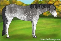 Horse Color:White Spotted Blue Roan Rabicano and White Spotted Blue Roan Rabicano